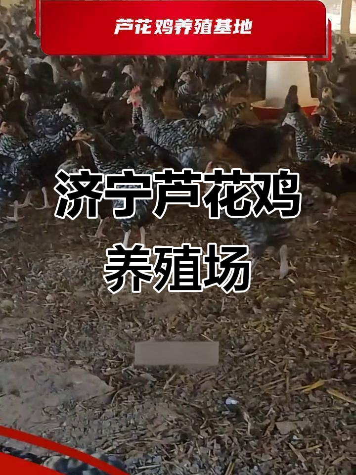 济宁市芦花鸡养殖基地,纯种柴鸡之王等你来选