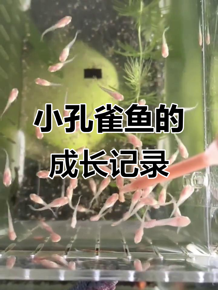 孔雀鱼成长大揭秘:从出生到尾巴发色的变化