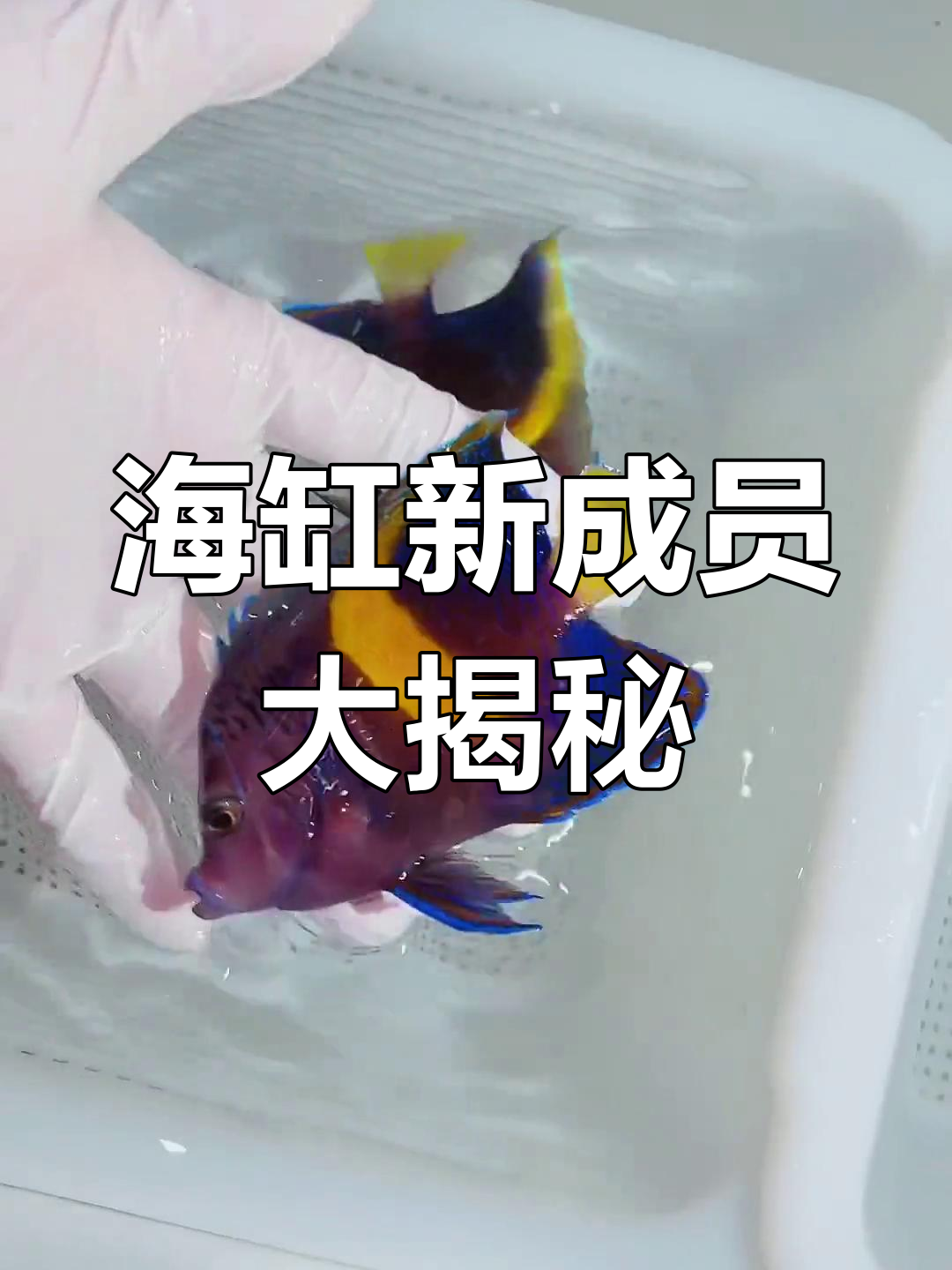 澳洲紫线雀与蓝面神仙等海水鱼到货,品种丰富色彩鲜艳