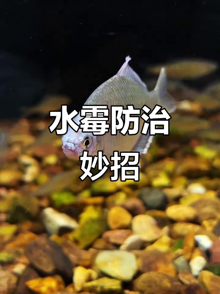 鱼长白毛?水霉三招轻松应对,赶紧学起来!