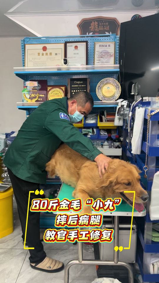 正骨,拼的不只是手法,还有对宠物解剖结构的熟稔和对病情的整体判断,每一次操作都容不得半点马