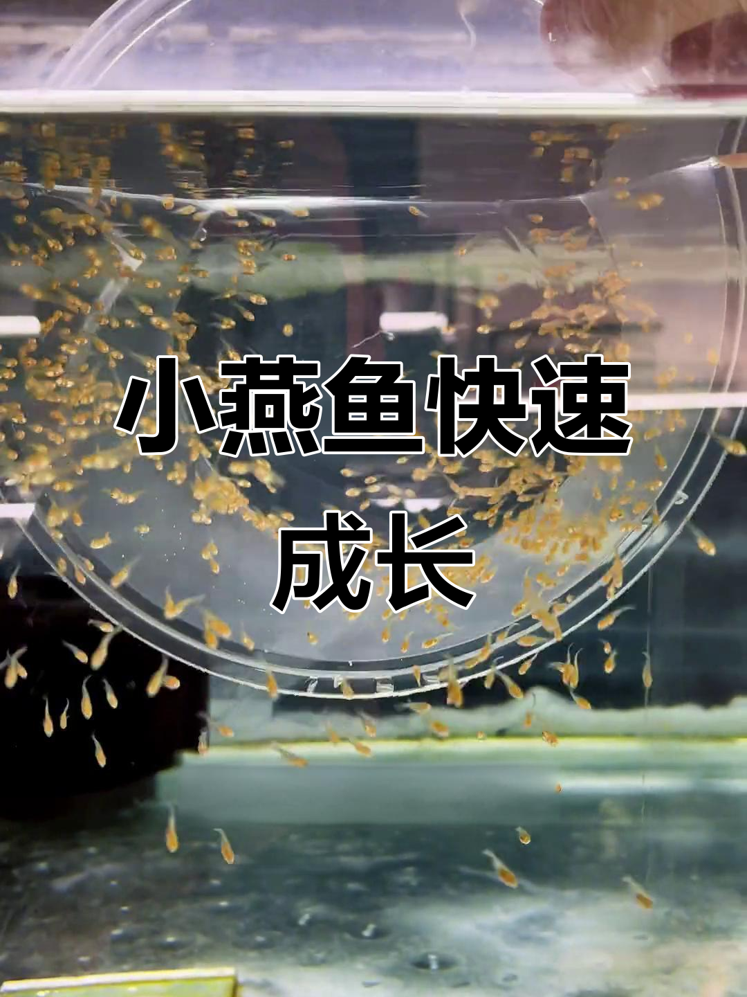燕鱼苗搬家,生长迅速!从七天到半年变化大