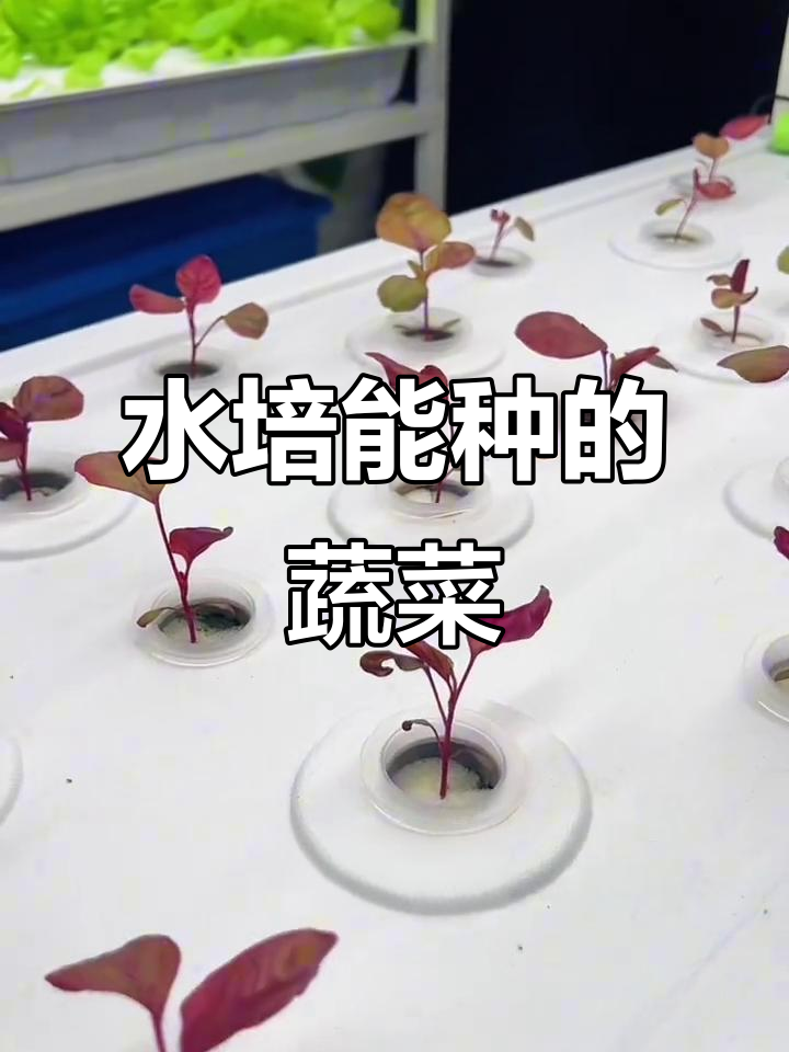 水培蔬菜全攻略：这些菜都能种，瓜果花卉也能有