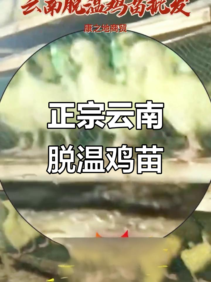 云南正宗脱温鸡苗批发,黑鸡苗K901热销中