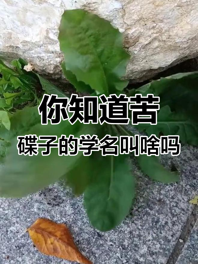 苦碟子:三苦之一,你了解它的学名吗?