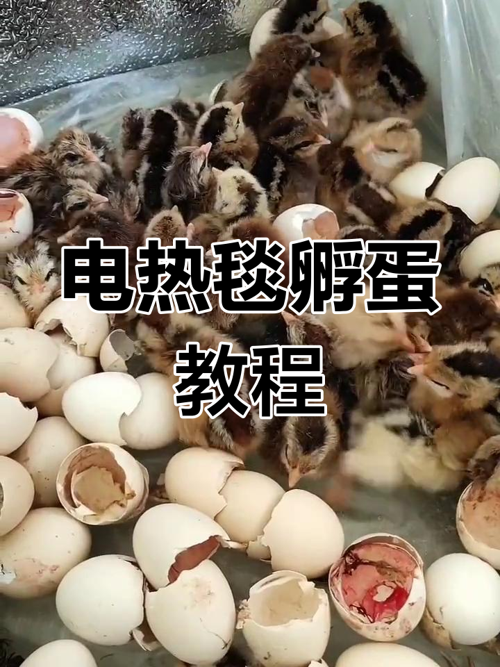 电热毯孵化小鸡,轻松学会,每晚9点直播!