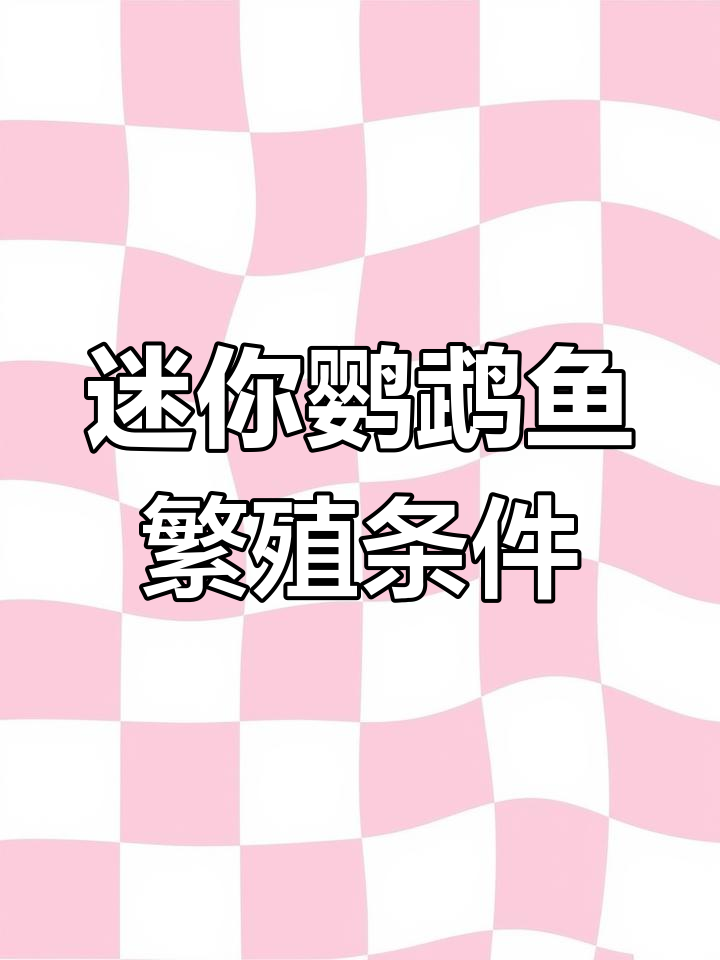 迷你鹦鹉鱼繁殖温度与设备准备全攻略