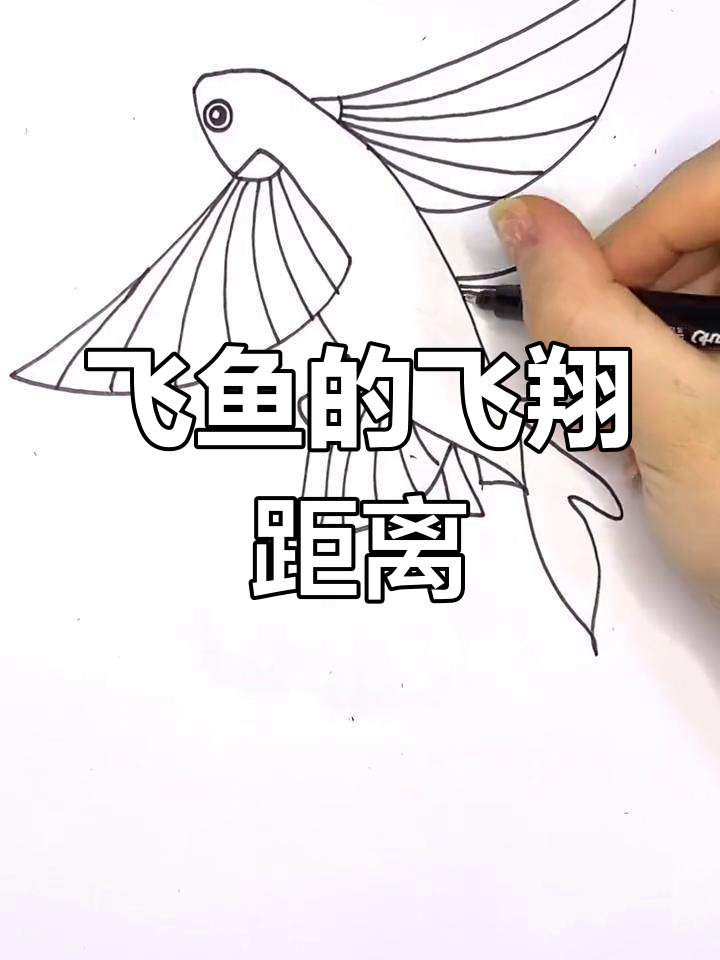 飞鱼能飞多远?揭秘飞行原理