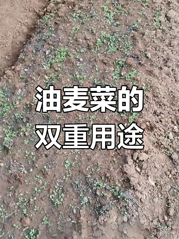 虫子泛滥,油麦菜成了唯一选择,还能喂小鸡!