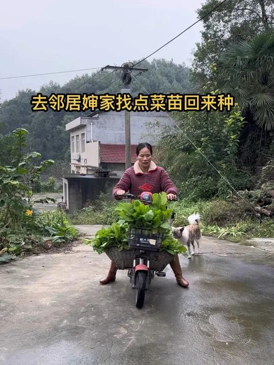下雨,菜园子这里头的菜苗都被雨下死了,今天去邻居家找了一大篮子菜苗回来给他补上