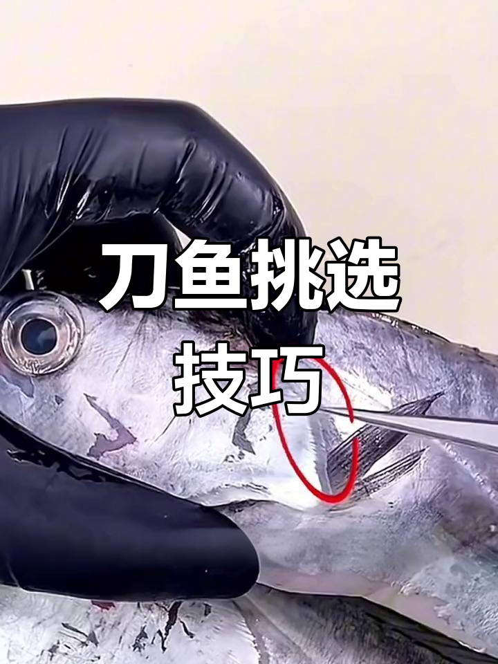 如何辨别渤海湾刀鱼与南方带鱼的差异