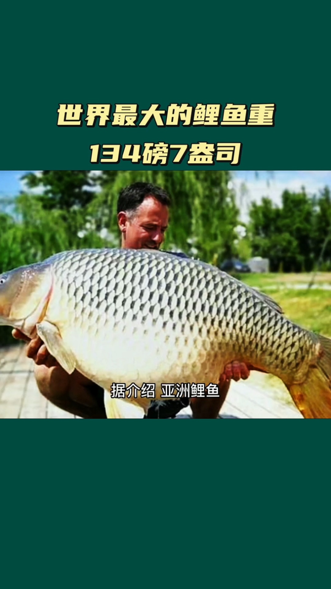 世界最大的鲤鱼重134磅7口盎司