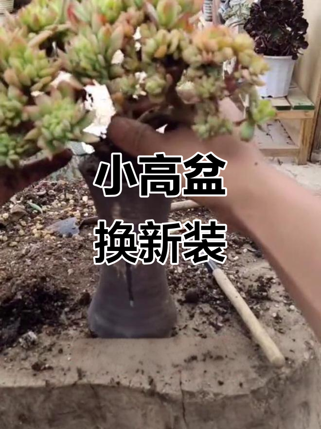 肉肉瓶景大变身,萌萌哒小盆栽来啦!
