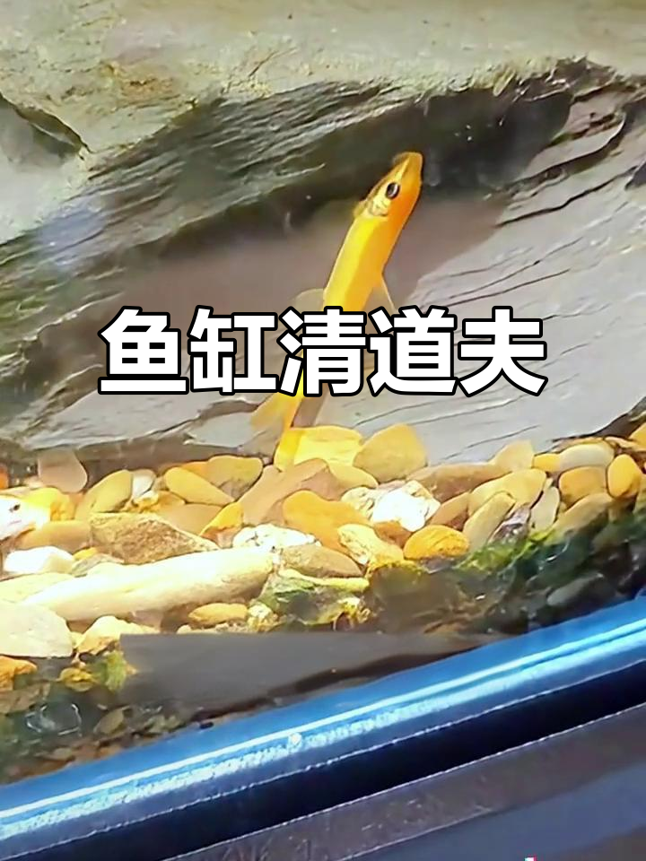 金苔鼠轻松清洁鱼缸,藻类和残渣一网打尽!