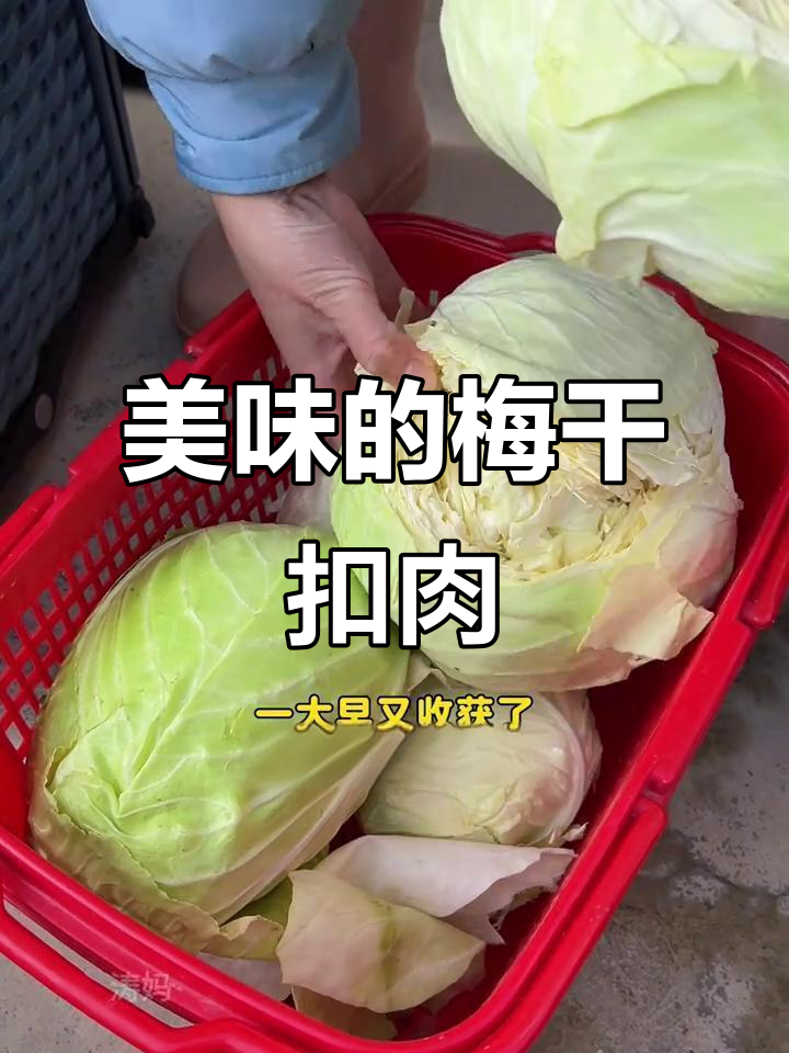 包菜裂开,晒干做梅干扣肉,香气扑鼻!