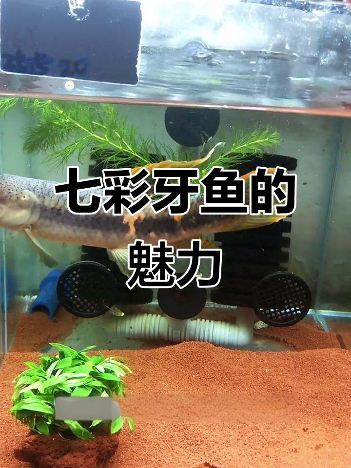 小型七彩牙鱼:颜值高但有点危险,适合胆大的人养