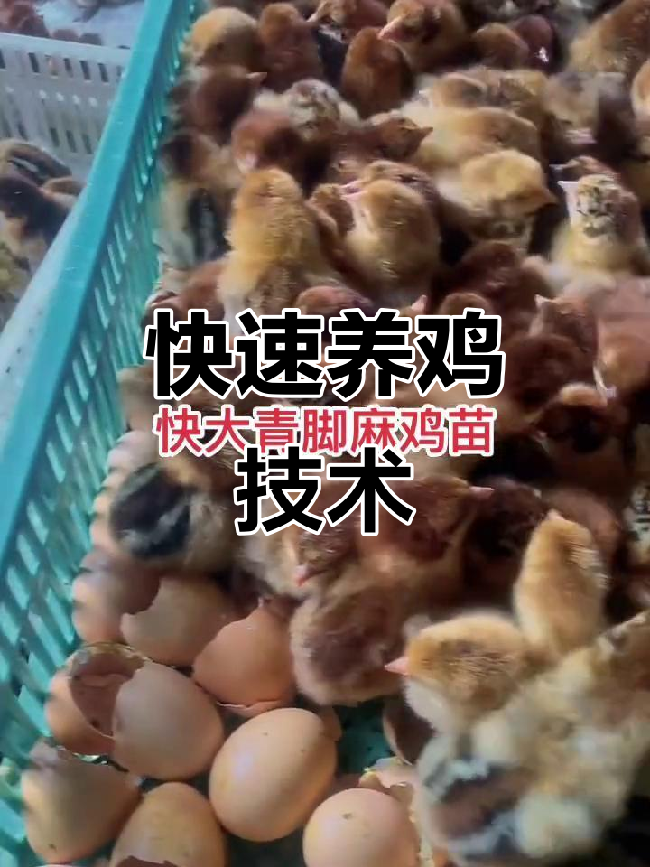 快大型青脚麻鸡苗出壳，养殖技巧全揭秘