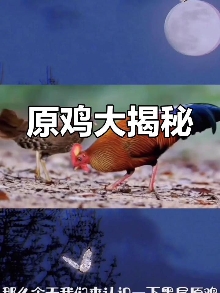 探索黑尾与灰原鸡,更多精彩等你发现!