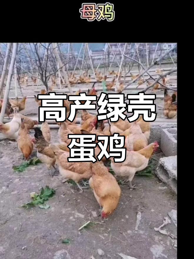 青角高产绿壳蛋土鸡苗,年产280-300枚