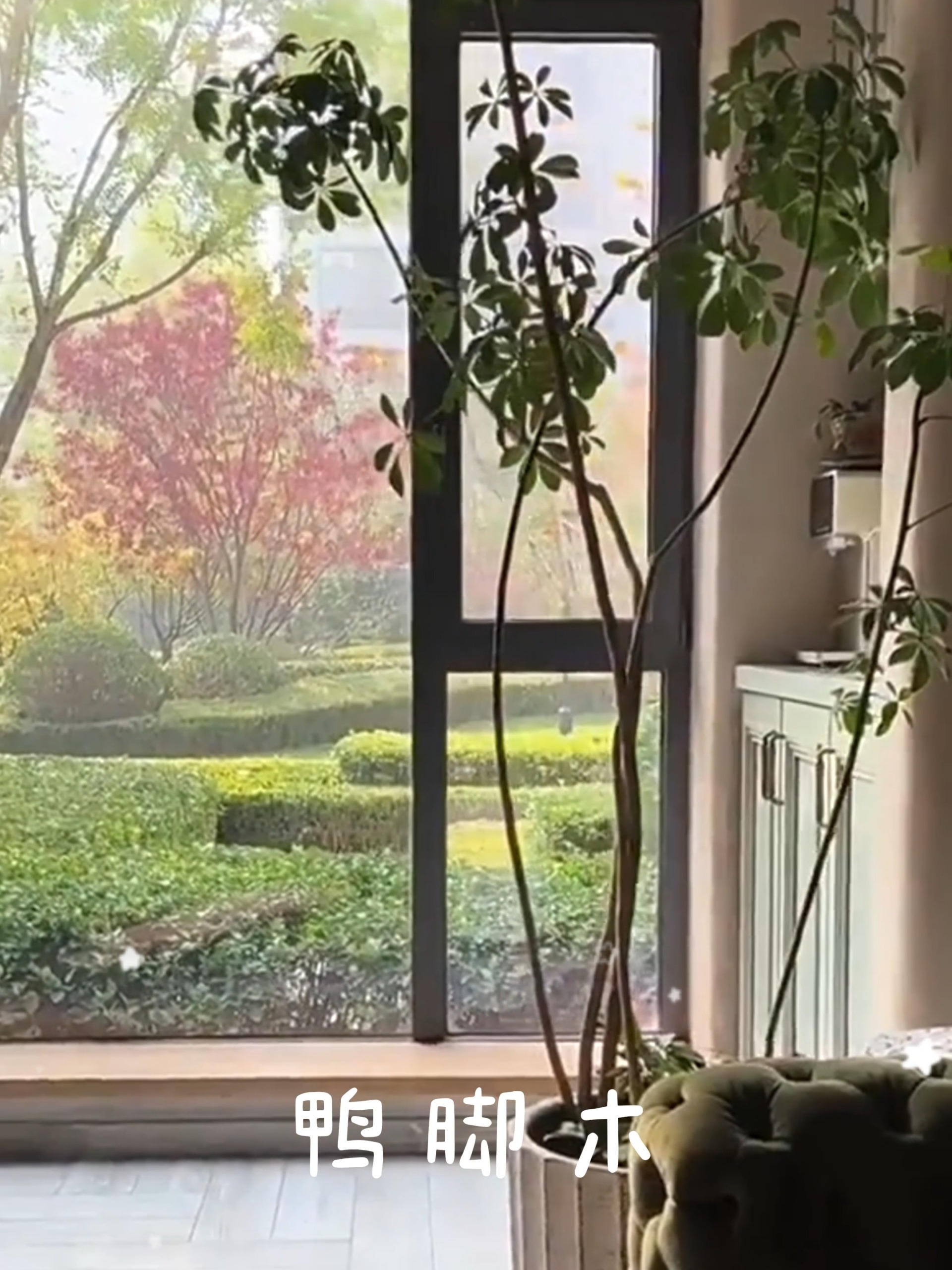 鸭脚木——到底有没有毒?