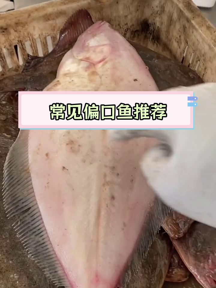 偏口鱼种类大揭秘,哪种最好吃?