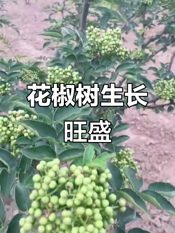 大红袍花椒树长势喜人,四年结椒丰盈