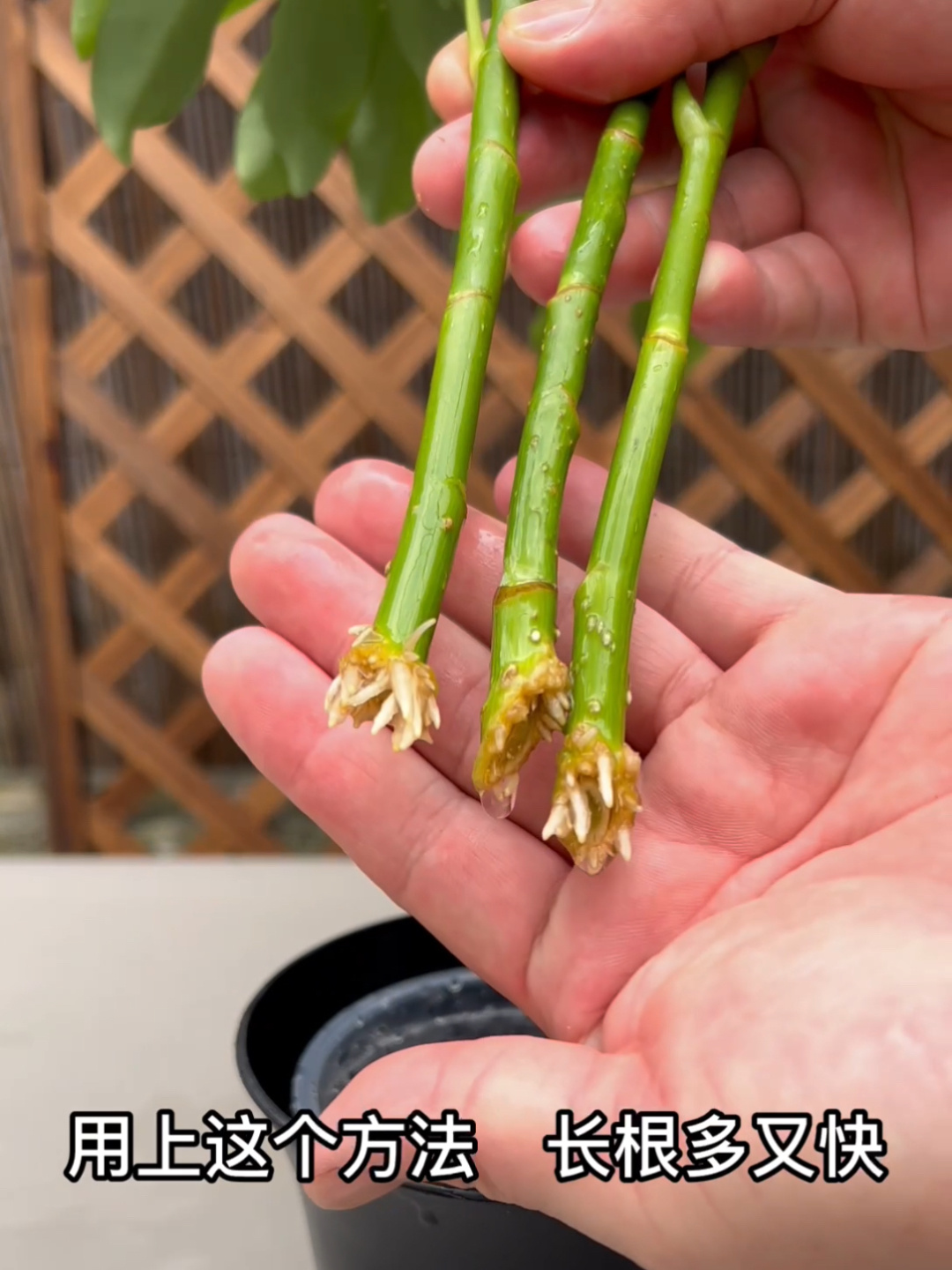 扦插鸭掌木不用土,长根冒芽快 扦插 养花小