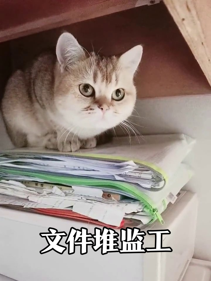 猫咪霸占文件堆当监工,摸鱼划水姿势太真实!