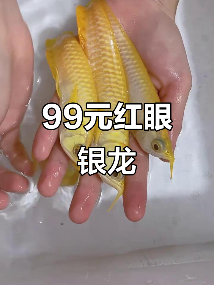 红眼黄化银龙鱼,13-15公分全品,99米超值!