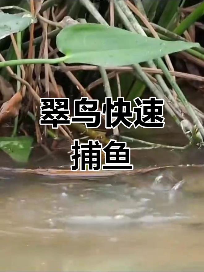 翠鸟捕鱼:速度与精准的完美结合