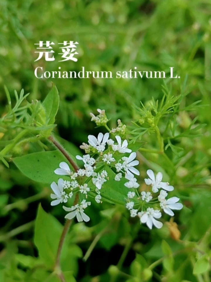 身边的植物59|芫荽(yan sui)