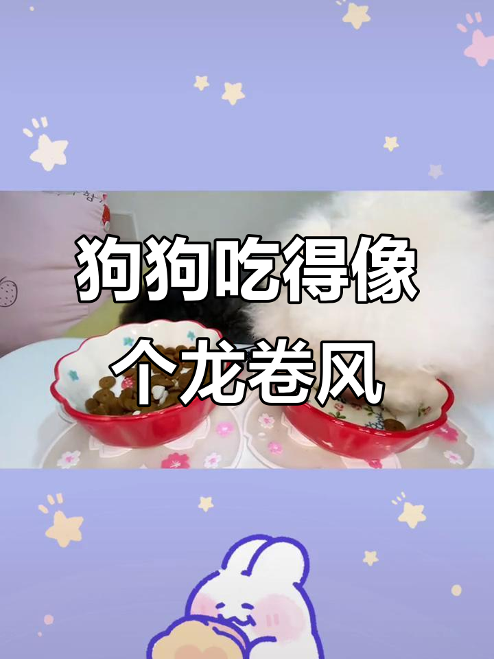 小狗吃饭像龙卷风,狗粮、钙片、火鸡脖一网打尽