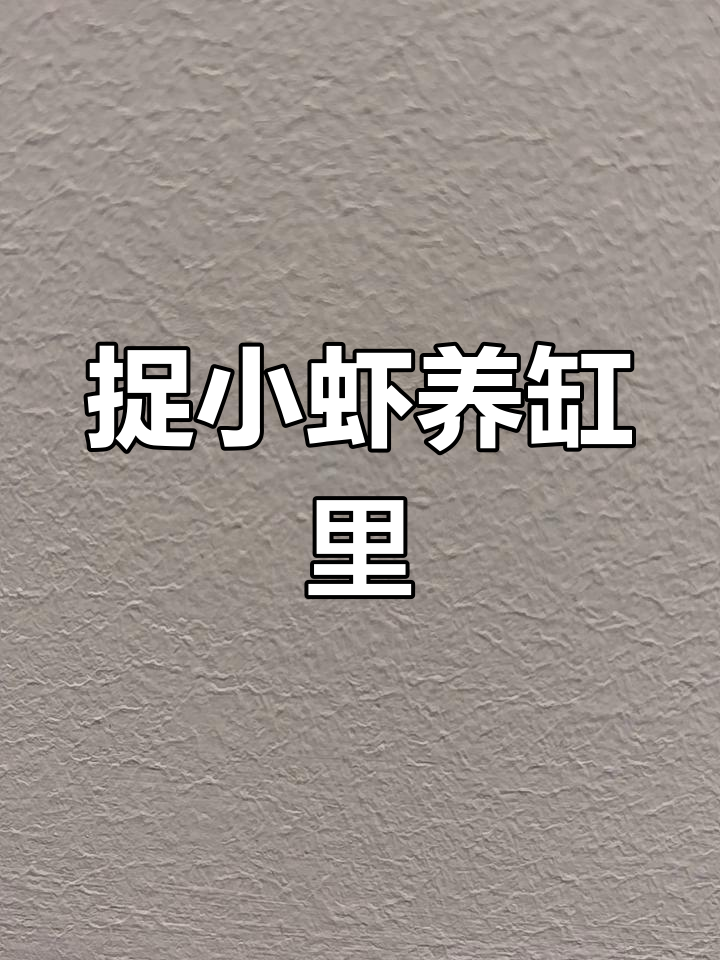 小溪捉虾,透明小虾与千年虾的故事