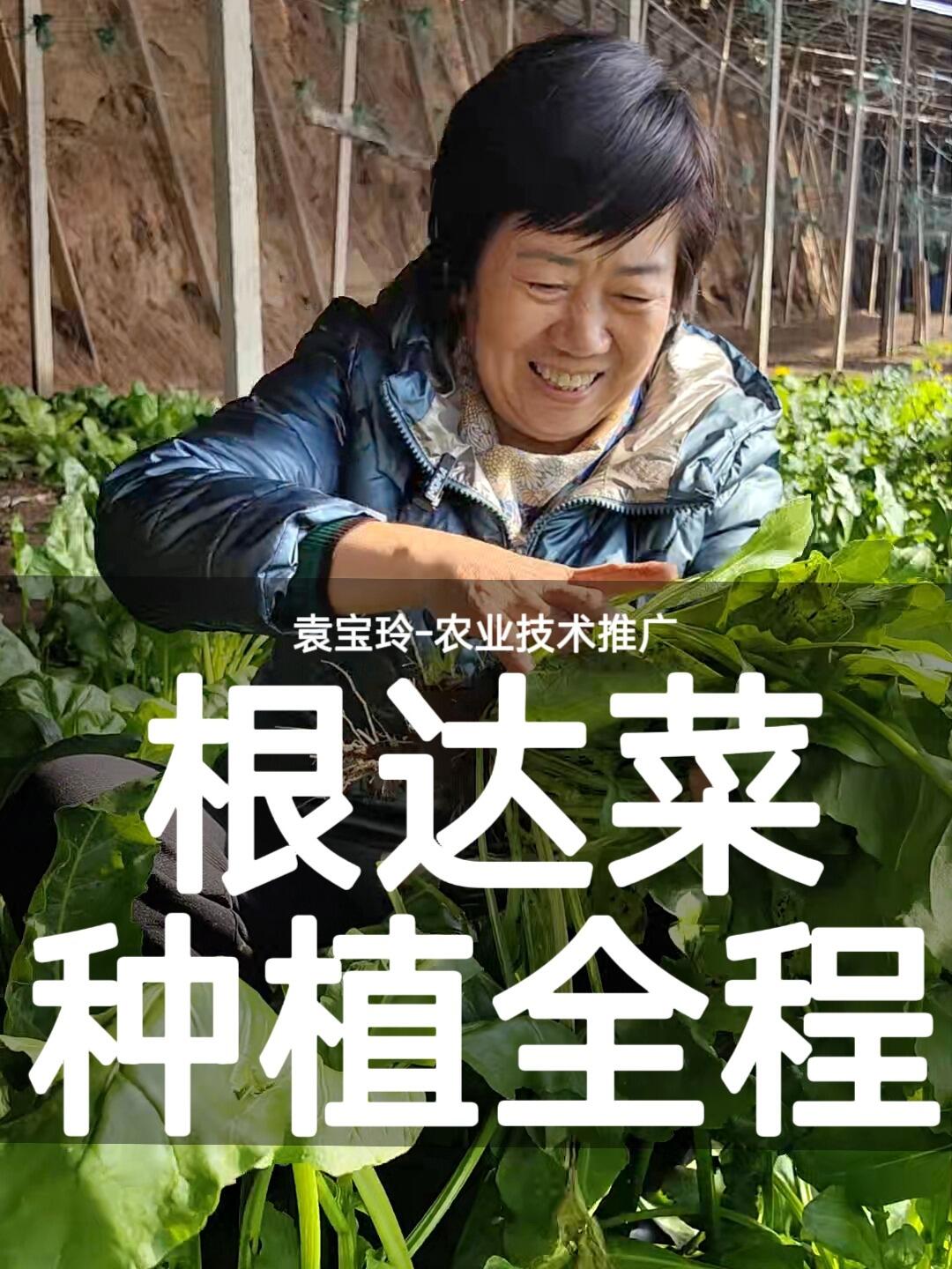 根达菜 你和种菜高手 只差一个它!