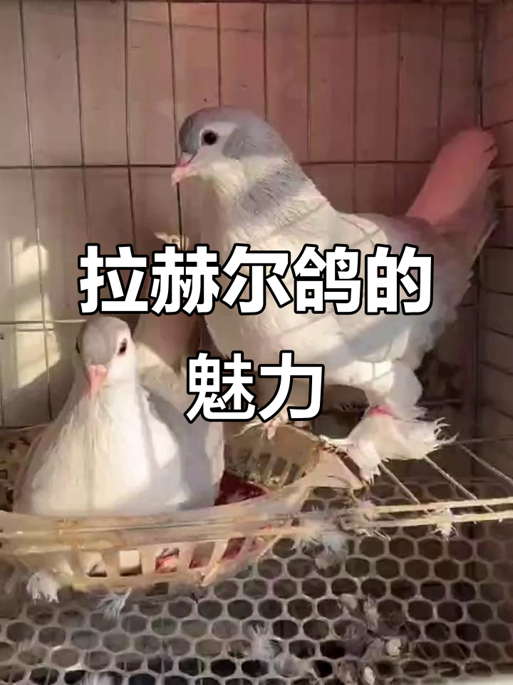 了解拉赫尔鸽:美丽观赏与肉食并存的鸽子品种