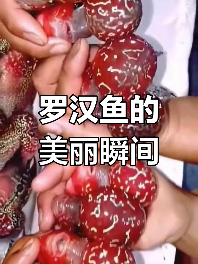 鸿运当头，五彩斑斓的罗汉鱼惊艳登场