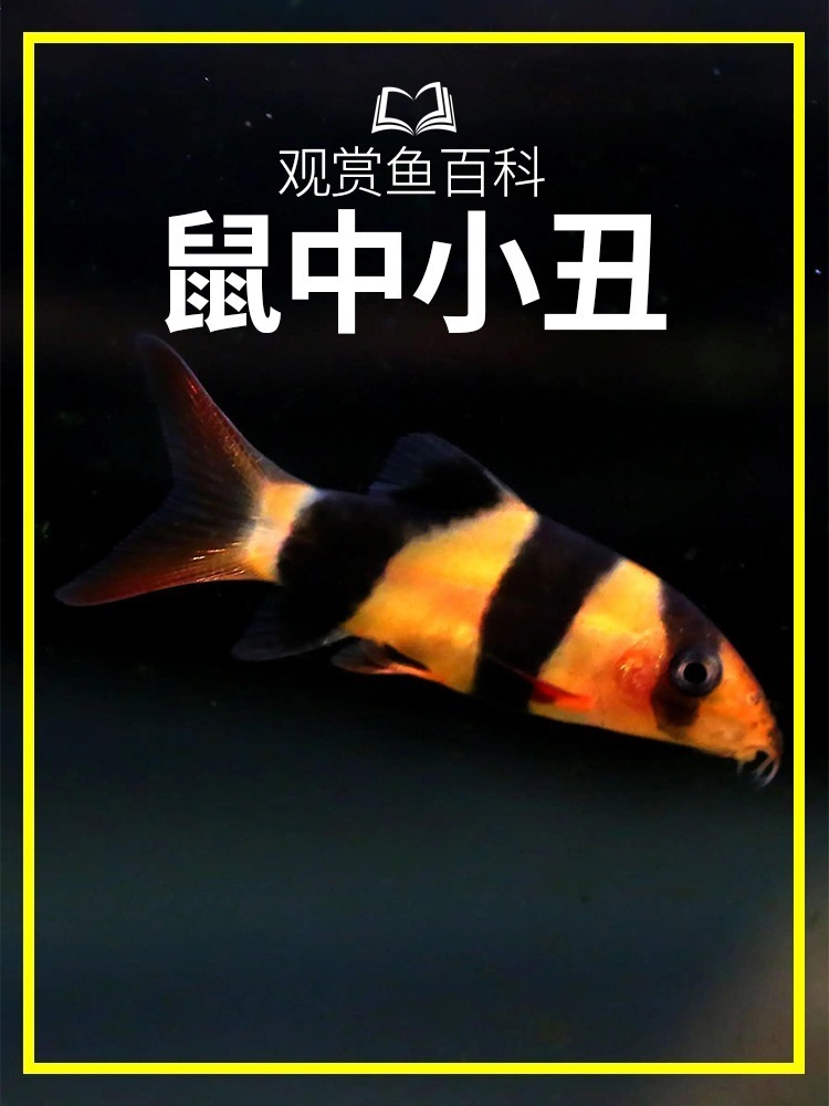 白嫖的观赏鱼百科系列——三间鼠