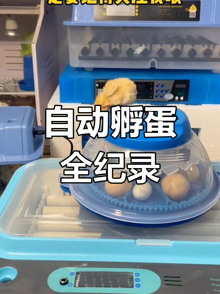 孵化全过程:从鸡蛋到小鸡,20天全程记录