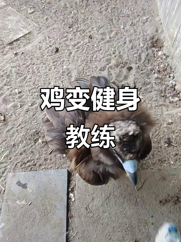 鸡也能当健身教练?看这只“复活”的飞奔大翅膀子
