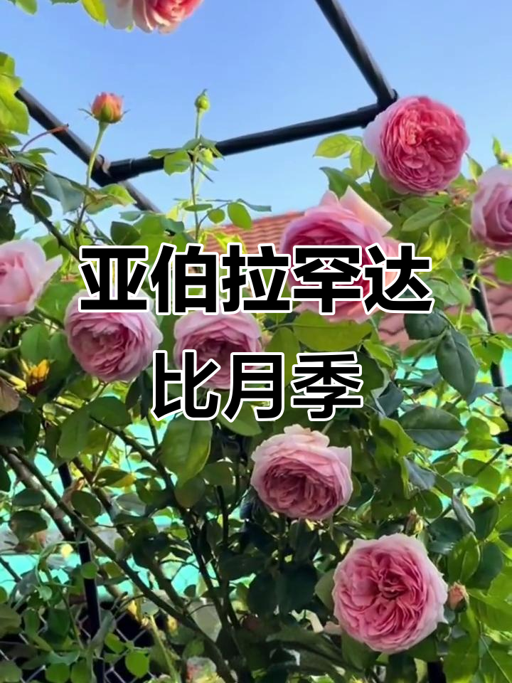 亚伯拉罕达比月季:大花浓香,四季开花,适合两广种植