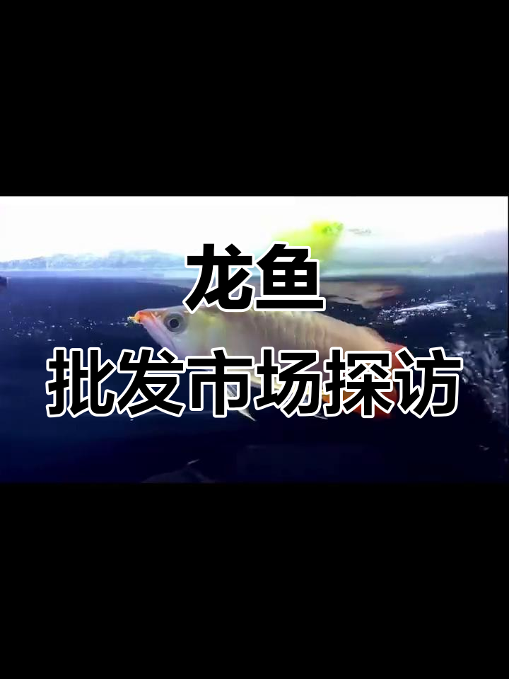 广州百亿城龙鱼批发市场探秘,红金龙与蓝底过背价格大揭秘