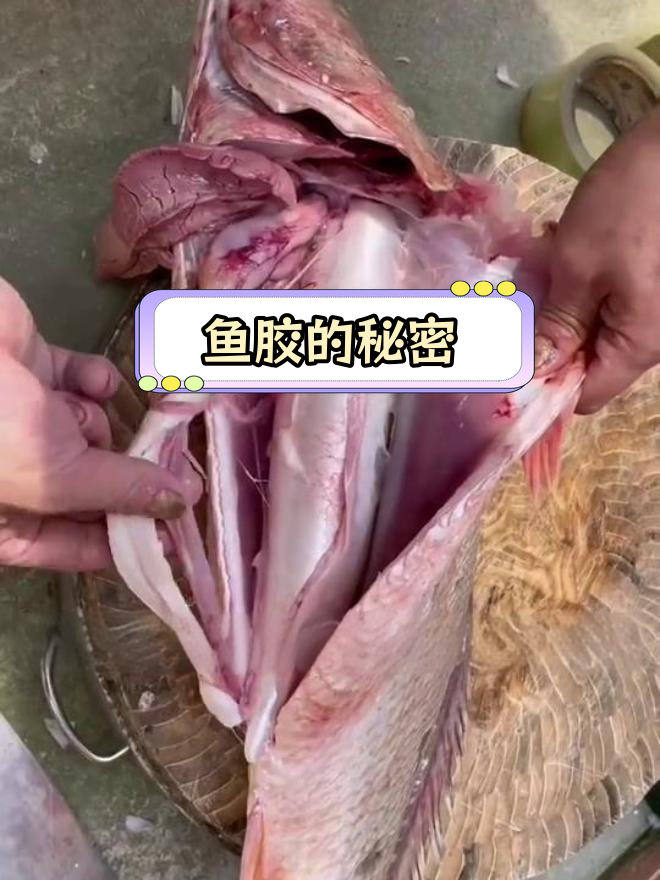 鱼鳔的作用与原理揭秘