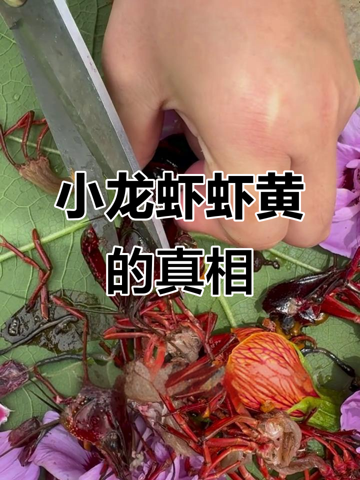 小龙虾虾黄到底能不能吃?原来这是它的“解毒器官”!