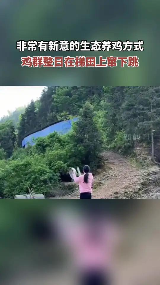 生态养鸡新方式，让鸡群在梯田上蹿下跳，不知道的人还以为是日袭珍珠港