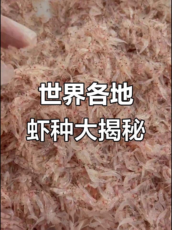 带你了解各种虾的品种,从中国对虾到南极深海鳌虾