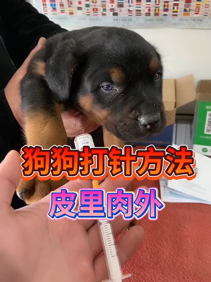 分享一下,怎么在家给狗狗打针的小妙招