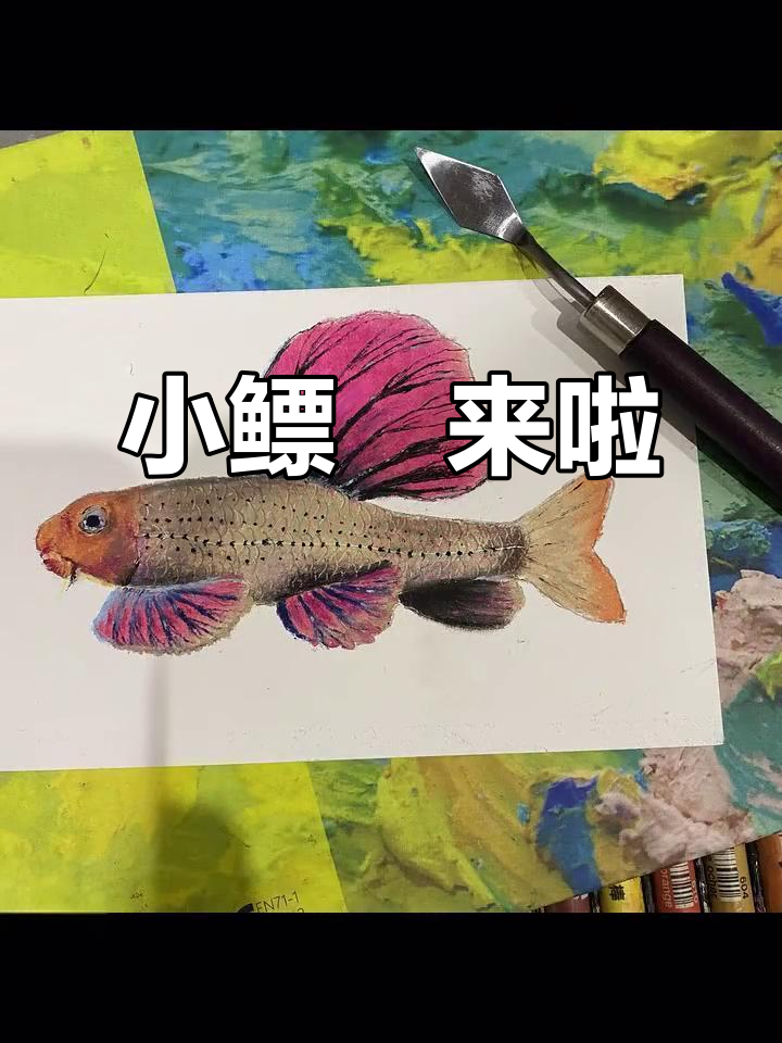 建德小鳔鮈,鱼友必备!
