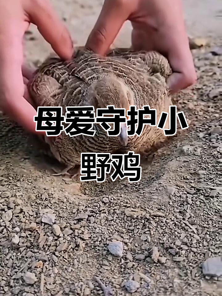 母野鸡为了孩子坚守地头，竟然抱窝不动