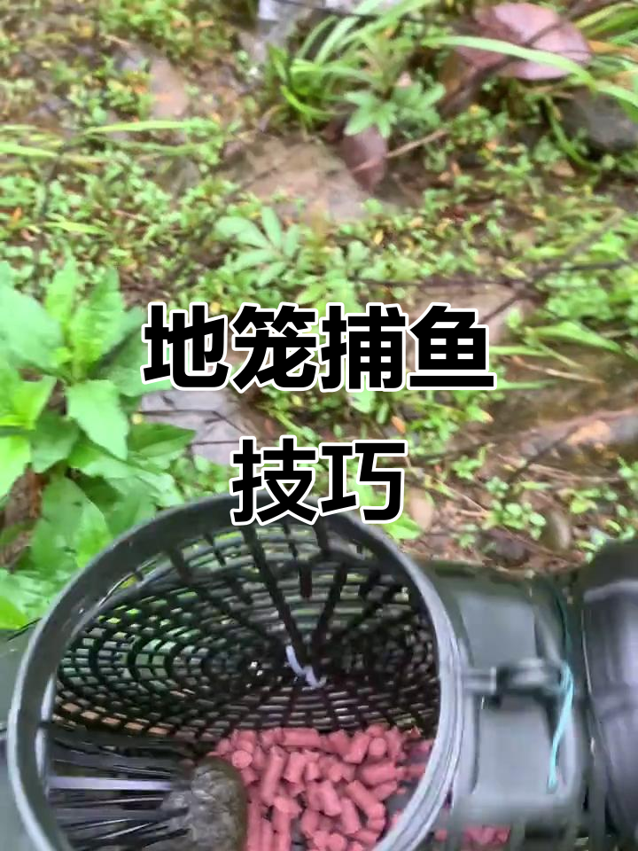 溪边捕鱼地笼实测,石头放进去竟然不影响上鱼!