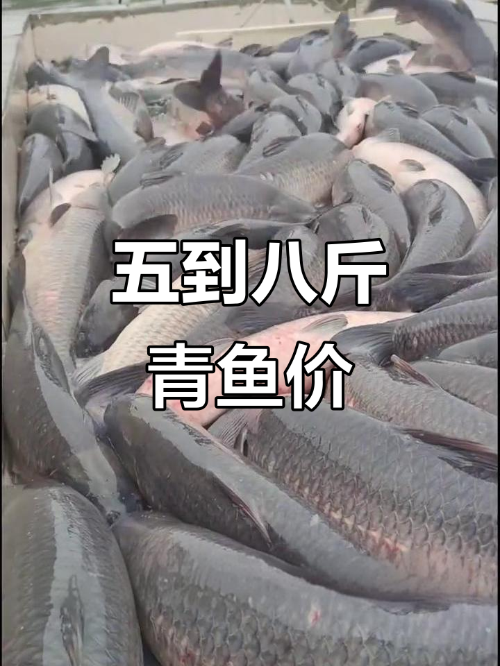 江苏、安徽等地青鱼价格大揭秘,五到八斤的最新市场行情